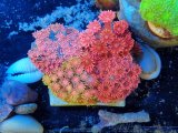 画像: 0713ハナガサンゴレッドコロニー