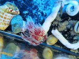 画像: 0713ハードチューブシモフリカラーS（複数個あり）