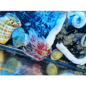 画像: 0713ハードチューブシモフリカラーS（複数個あり）