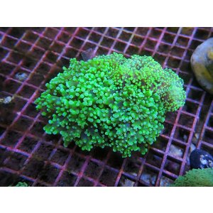 画像: 0809タコアシブランチグリーン01