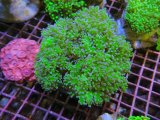 画像: 0809タコアシブランチグリーン02