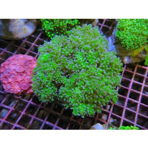 画像: 0809タコアシブランチグリーン02