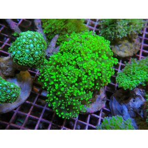 画像: 0809タコアシブランチグリーン03