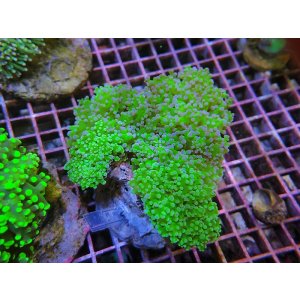 画像: 0809タコアシブランチグリーン04