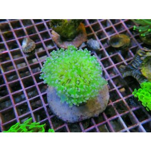 画像: 0809ホンタコアシサンゴクリアグリーン