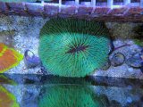 画像: 0809クサビライシ05