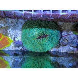 画像: 0809クサビライシ05