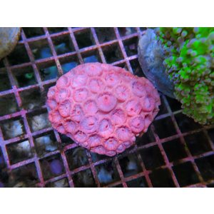 画像: 0809イボヤギ