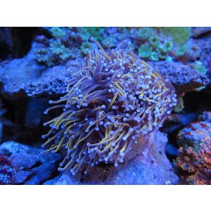 画像: 0920ハナサンゴゴールドトーチ
