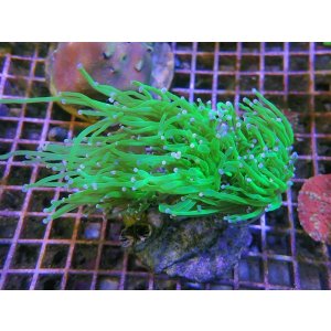 画像: 0920ツツマルハナサンゴグリーン01（欠け箇所有）