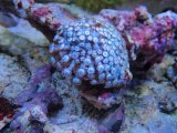 画像: 1004ハナガササンゴホワイト