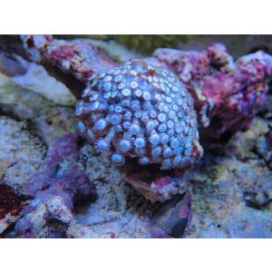 画像: 1004ハナガササンゴホワイト