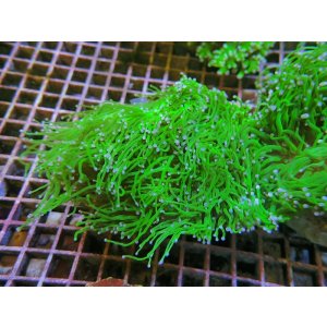画像: 1024ツツマルハナサンゴグリーン01