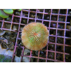 画像: 1024クサビライシオレンジ