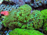 画像: 1024ハナガササンゴショートメタリックグリーン02