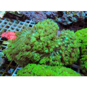 画像: 1024ハナガササンゴショートメタリックグリーン02