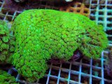 画像: 1024ハナガササンゴショートメタリックグリーン03