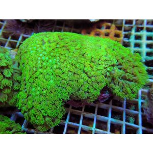 画像: 1024ハナガササンゴショートメタリックグリーン03