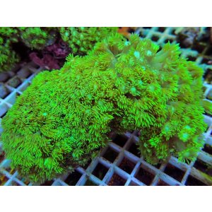 画像: 1024ハナガササンゴショートメタリックグリーン04