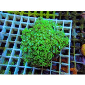 画像: 1024ハナガササンゴショートメタリックグリーン05