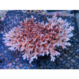 画像: 0908－01（バリ）