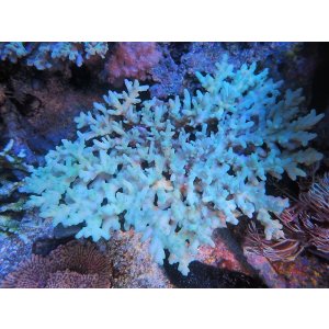 画像: 0908－01（バリ）