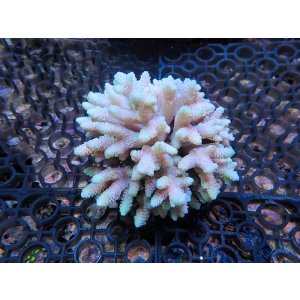 画像: 1005－02（トンガ）