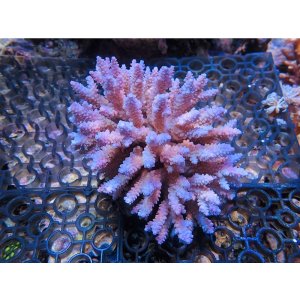 画像: 1005－05（トンガ）