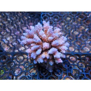 画像: 1005－07（トンガ）