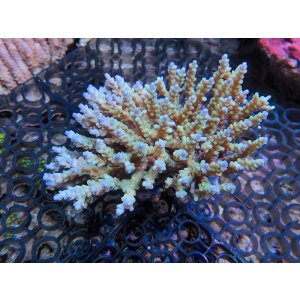 画像: 1005－09（トンガ）