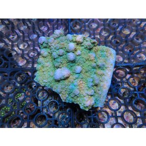 画像: 1005－10（トンガ）