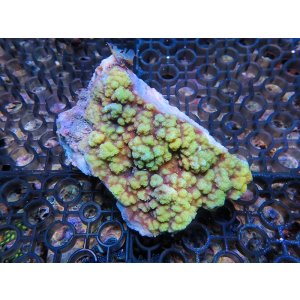 画像: 1005－12（トンガ）