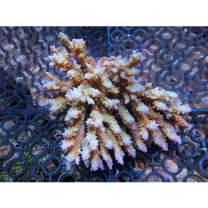 画像: 1005－14（トンガ）