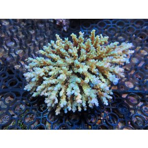 画像: 1005－15（トンガ）