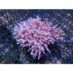 画像: 1005－22（トンガ）