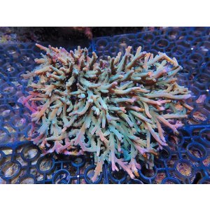 画像: 1113－02（バリ）