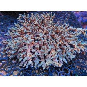 画像: 1113－03（バリ）