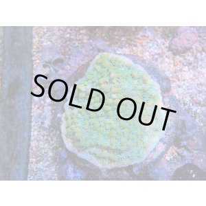 画像: 0209－10（バリ）