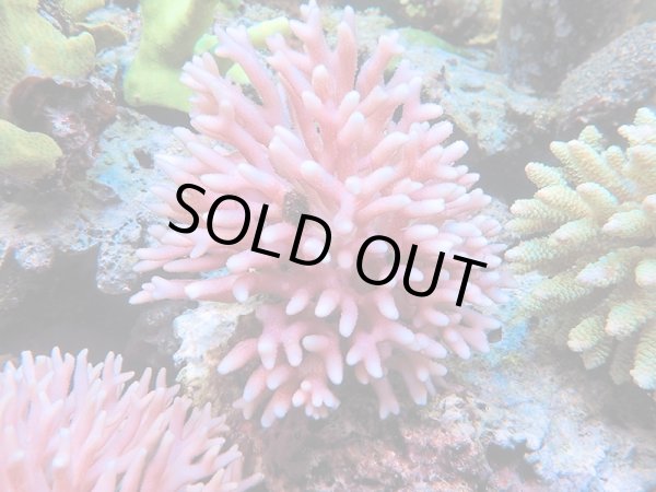 画像1: 0215－03（フィジー）