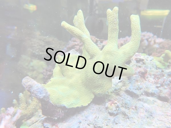 画像1: 0215－07（フィジー）