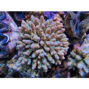 画像: 0215－10（フィジー）