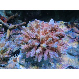 画像: 0215－15（フィジー）