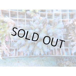 画像: 国本様　八重山ウスエダミドリイシブルー