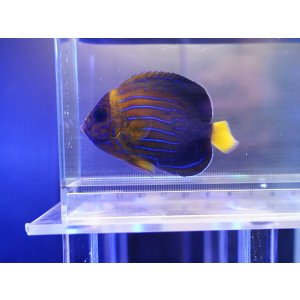 画像: ベトナムキンチャクダイSM02