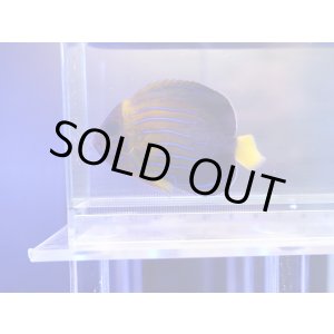 画像: ベトナムキンチャクダイSM02