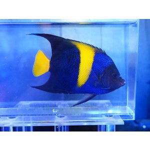 画像: アズファーエンゼル（ジプチ）ML