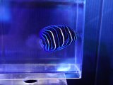 画像: ブルーフェイスエンゼル幼魚