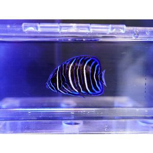 画像: ブルーフェイスエンゼル幼魚01