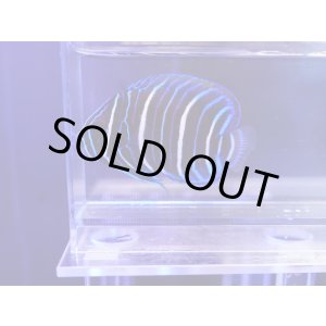 画像: ブルーフェイスエンゼル幼魚01