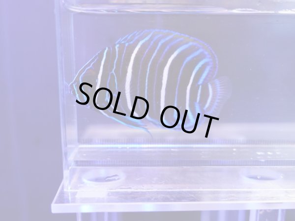 画像1: ブルーフェイスエンゼル幼魚01